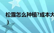 松露怎么种植?成本大概多少（松露怎么种植）
