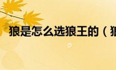 狼是怎么选狼王的（狼后是怎么选出来的）