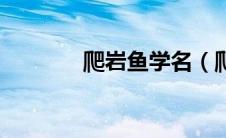 爬岩鱼学名（爬岩鱼怎么钓）