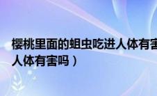 樱桃里面的蛆虫吃进人体有害吗图片（樱桃里面的蛆虫吃进人体有害吗）