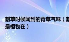 割草时候闻到的青草气味（割草时经常闻到的青草气味其实是植物在）