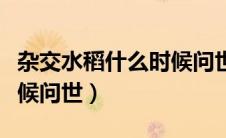 杂交水稻什么时候问世普及（杂交水稻什么时候问世）