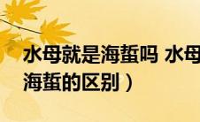 水母就是海蜇吗 水母和海蜇的区别（水母和海蜇的区别）