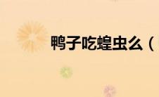 鸭子吃蝗虫么（鸭子吃蝗虫吗）