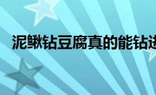 泥鳅钻豆腐真的能钻进去吗（泥鳅钻豆腐）