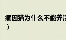 缅因猫为什么不能养活（缅因猫为什么不能养）