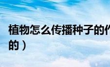 植物怎么传播种子的作文（植物怎么传播种子的）