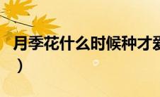 月季花什么时候种才爱活（月季花什么时候种）