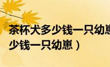 茶杯犬多少钱一只幼崽可以活多久（茶杯犬多少钱一只幼崽）