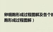 卵细胞形成过程图解及各个时期dna和染色体的数目（卵细胞形成过程图解）