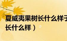 夏威夷果树长什么样子果怎么开（夏威夷果树长什么样）
