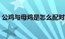 公鸡与母鸡是怎么配对（公鸡和母鸡的区别）