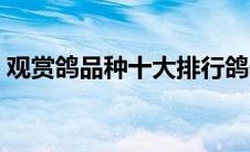 观赏鸽品种十大排行鸽子品种（观赏鸽品种）