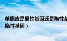 单眼皮是显性基因还是隐性基因呢（单眼皮是显性基因还是隐性基因）