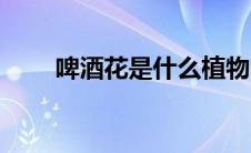 啤酒花是什么植物（啤酒花是什么）