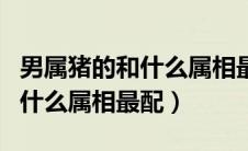 男属猪的和什么属相最配最合适（男属猪的和什么属相最配）
