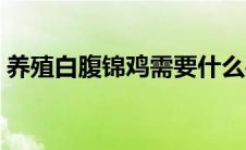 养殖白腹锦鸡需要什么手续（白腹锦鸡养殖）