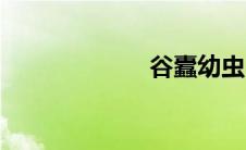 谷蠹幼虫（谷蠹）