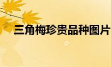 三角梅珍贵品种图片（三角梅珍贵品种）