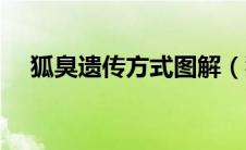 狐臭遗传方式图解（狐臭遗传规律图谱）