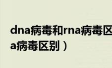 dna病毒和rna病毒区别 高中（dna病毒和rna病毒区别）