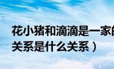 花小猪和滴滴是一家的吗?（花小猪和滴滴的关系是什么关系）