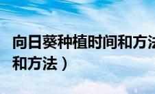 向日葵种植时间和方法南方（向日葵种植时间和方法）