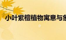 小叶紫檀植物寓意与象征（小叶紫檀植物）