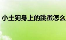 小土狗身上的跳蚤怎么消灭（跳蚤怎么消灭）