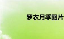 罗衣月季图片（罗衣月季）