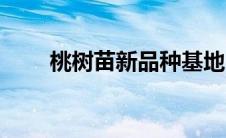 桃树苗新品种基地（桃树苗新品种）