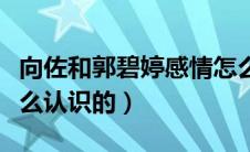 向佐和郭碧婷感情怎么样（向佐和郭碧婷是怎么认识的）