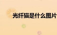 光纤猫是什么图片（光纤猫是什么）