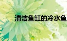 清洁鱼缸的冷水鱼有哪些（清洁鱼）