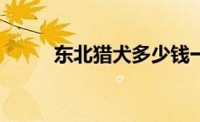 东北猎犬多少钱一只（东北猎犬）