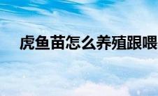 虎鱼苗怎么养殖跟喂养（虎鱼苗怎么养）