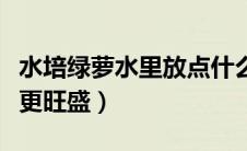 水培绿萝水里放点什么（水养绿萝怎么养才能更旺盛）