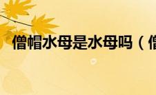 僧帽水母是水母吗（僧帽水母的分布范围）