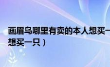 画眉鸟哪里有卖的本人想买一只吗（画眉鸟哪里有卖的本人想买一只）