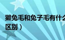 獭兔毛和兔子毛有什么区别（獭兔毛和兔毛的区别）
