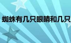 蜘蛛有几只眼睛和几只脚（蜘蛛有几只眼睛）
