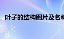 叶子的结构图片及名称（叶子的结构图解）