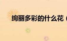 绚丽多彩的什么花（绚丽多彩的什么）