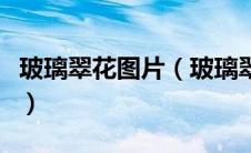 玻璃翠花图片（玻璃翠的养殖方法和注意事项）