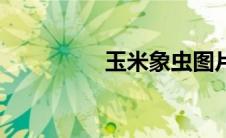 玉米象虫图片（玉米象）