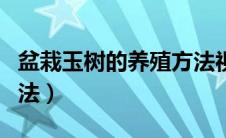 盆栽玉树的养殖方法视频（盆栽玉树的养殖方法）