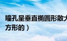 瞳孔呈垂直椭圆形散大（哪种动物的瞳孔是长方形的）