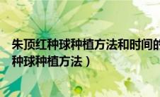 朱顶红种球种植方法和时间的养殖方法和注意事项（朱顶红种球种植方法）