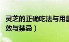 灵芝的正确吃法与用量与禁忌图片（灵芝的功效与禁忌）