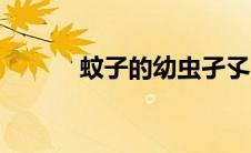 蚊子的幼虫孑孓（蚊子的幼虫）
